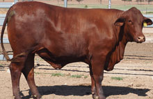 Lot 31