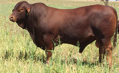 Bullamakinka Ekka E39 (P)