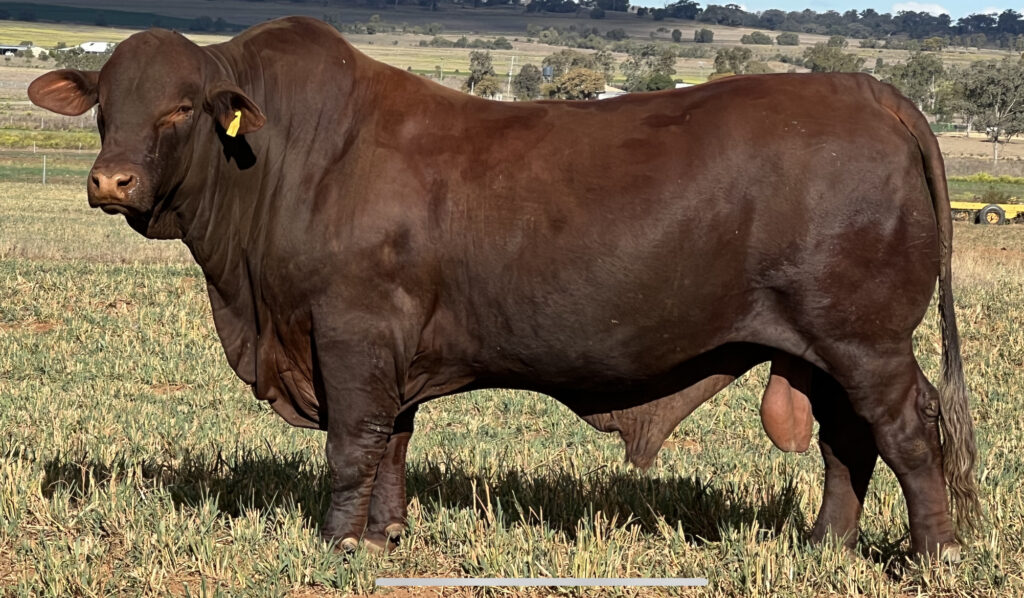 Bullamakinka-Queenslander-Q80P