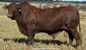 Bullamakinka-Queenslander-Q80P