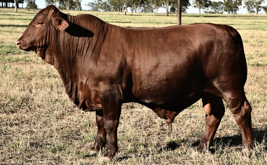 Sire Waco S80(P)