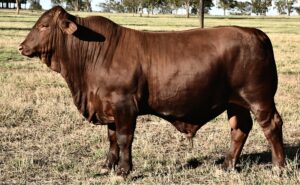 Sire Waco S80(P)