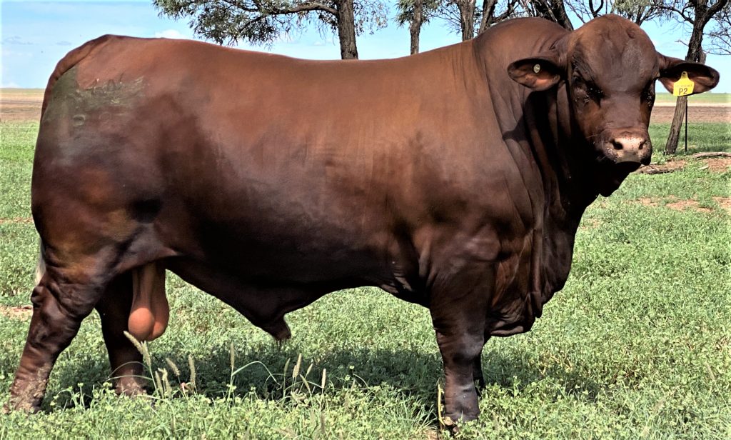 Bullamakinka Patriot